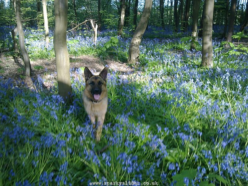 Zaz In Bluebell Woods Apr 2010