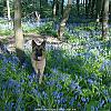 Zaz In Bluebell Woods Apr 2010