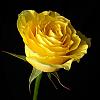 Yellow Rose by S1OPP